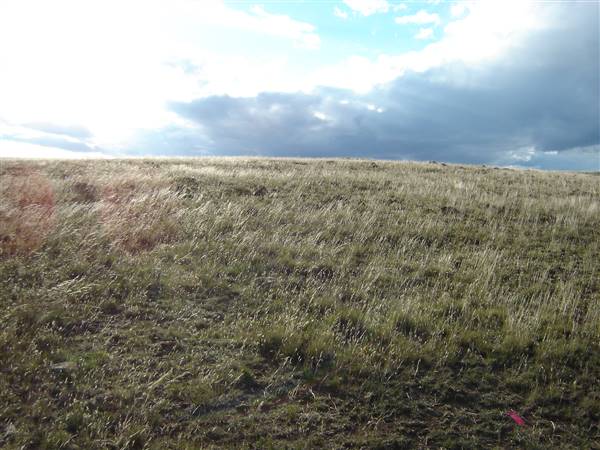Monaro Plains (1/02/2005 - Credits: Colin McDougall)