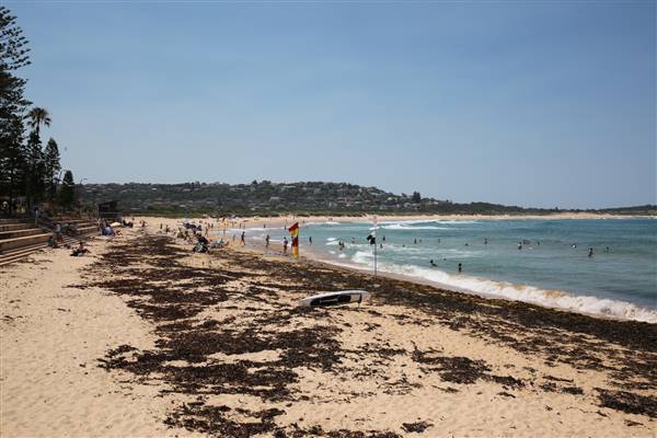 Dee Why Beach and Surrounds (20/11/2015 - Credits: Lisa Scope)