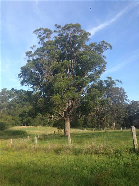 Prize Farm - Private Property Minimbah (1/01/2016)