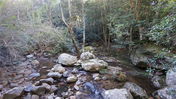 Minnamurra Rainforest Walk - Budderoo National Park (2/07/2016 - Credits: Mary Barltrop)