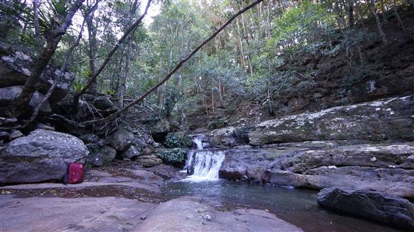 Minnamurra Rainforest Walk - Budderoo National Park (2/07/2016 - Credits: Mary Barltrop)