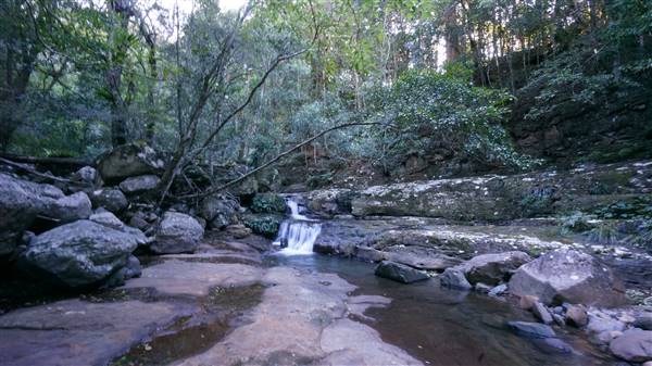 Minnamurra Rainforest Walk - Budderoo National Park (2/07/2016 - Credits: Mary Barltrop)