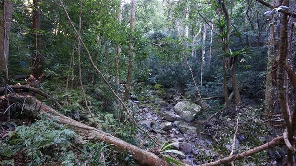 Minnamurra Rainforest Walk - Budderoo National Park (2/07/2016 - Credits: Mary Barltrop)