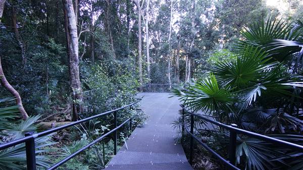 Minnamurra Rainforest Walk - Budderoo National Park (2/07/2016 - Credits: Mary Barltrop)