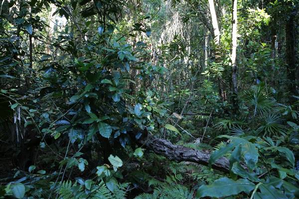 Mount Keira Scout Camp File 1 (5/07/2016)