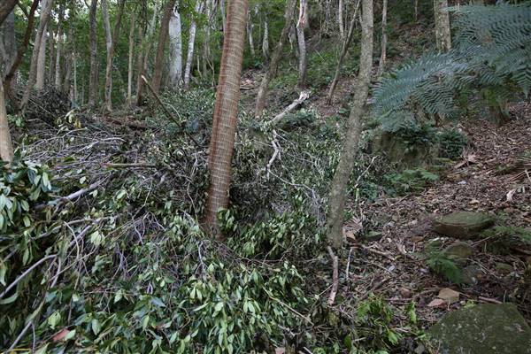Mount Keira Scout Camp File 1 (5/07/2016)