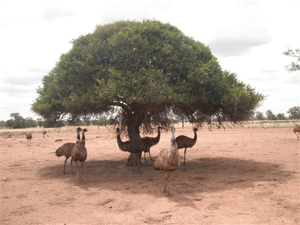 Emu Logic (17/01/2017)
