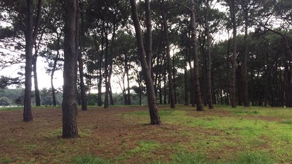 Centennial Park - Pine Grove (30/04/2017 - Credits: Shannon Wheeler)