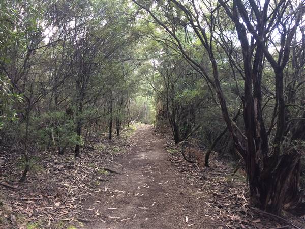 The Gully Walk, Katoomba (formerly Catalina Park) (24/05/2017 - Credits: Robyn Bersten)