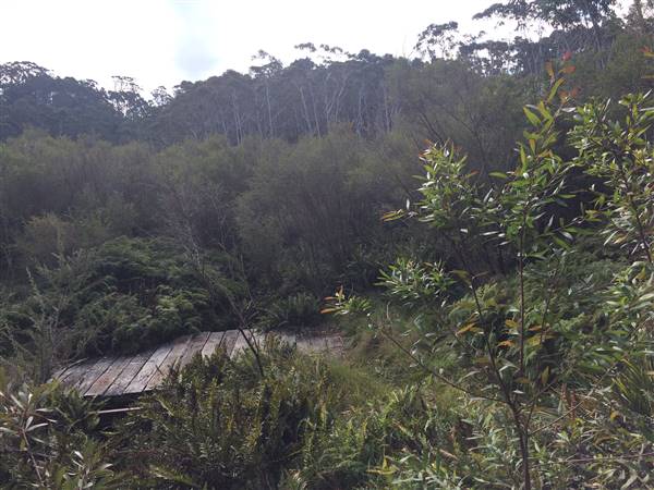 The Gully Walk, Katoomba (formerly Catalina Park) (24/05/2017 - Credits: Robyn Bersten)
