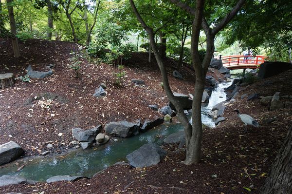 Auburn Botanic Gardens - Japanese Garden (4/02/2018 - Credits: Mary Barltrop)
