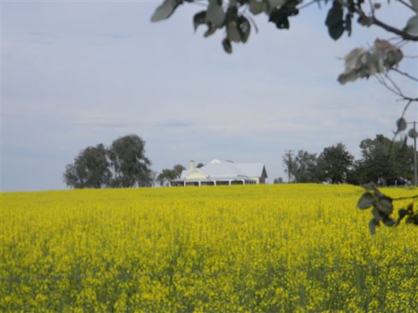 Canola Crops - Liverpool Plains farmland (24/08/2017 - Credits: Liverpool Plains Visitor Information Centre)