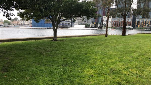 Ballaarat Park - Pyrmont (26/10/2018 - Credits: Shannon Wheeler)