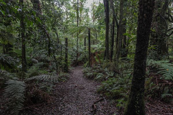 Cathedral of Ferns - Mount Wilson (31/10/2018)