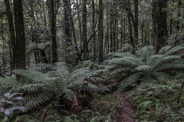 Cathedral of Ferns - Mount Wilson (31/10/2018)