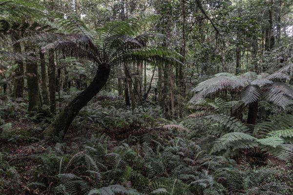 Cathedral of Ferns - Mount Wilson (31/10/2018)