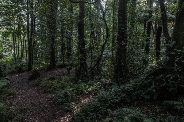 Cathedral of Ferns - Mount Wilson (31/10/2018)