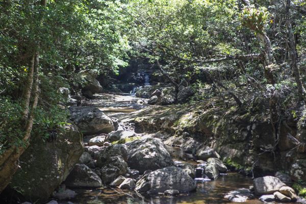 Minnamurra Rainforest Walk - Budderoo National Park (30/10/2018)