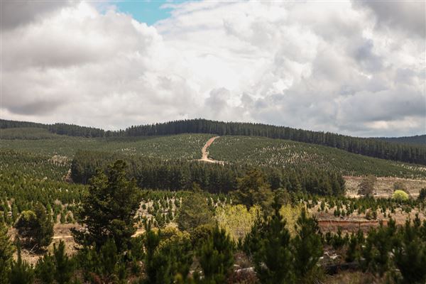 Jenolan State Forest - Logged Area (31/10/2018)