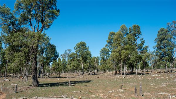 Curlewis (21/09/2018 - Credits: Colin McDougall)