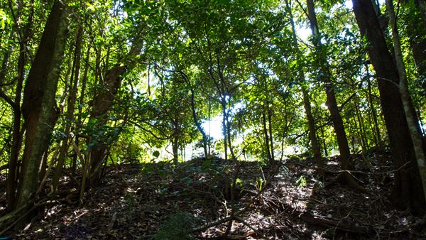 Glengariff Estate Rainforest (15/10/2019 - Credits: Jeremy Peek)
