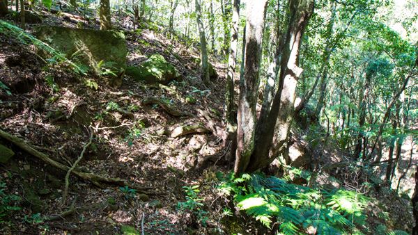 Glengariff Estate Rainforest (15/10/2019 - Credits: Jeremy Peek)