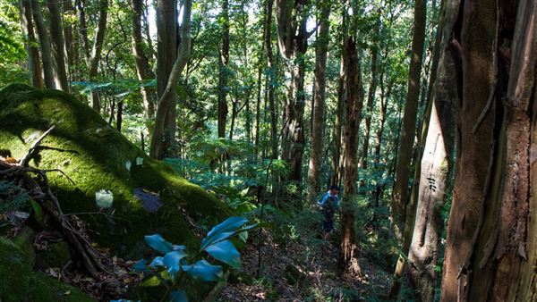 Glengariff Estate Rainforest (15/10/2019 - Credits: Jeremy Peek)