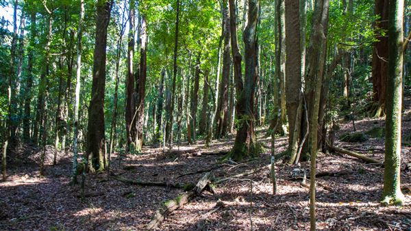 Glengariff Estate Rainforest (15/10/2019 - Credits: Jeremy Peek)