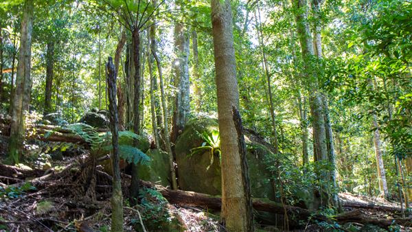 Glengariff Estate Rainforest (15/10/2019 - Credits: Jeremy Peek)