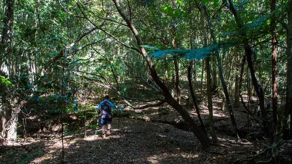 Glengariff Estate Rainforest (15/10/2019 - Credits: Jeremy Peek)