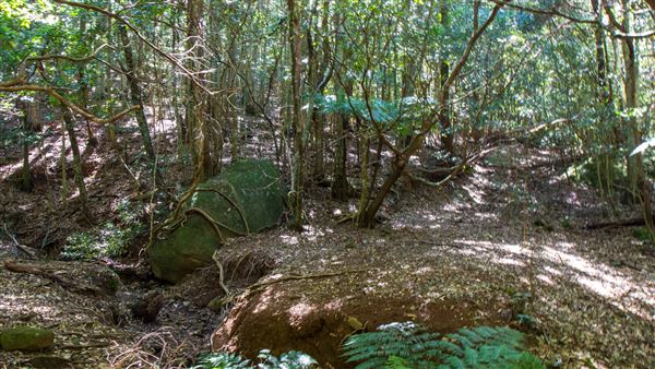 Glengariff Estate Rainforest (15/10/2019 - Credits: Jeremy Peek)