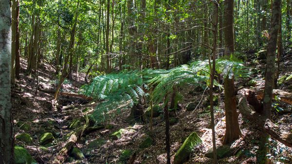 Glengariff Estate Rainforest (15/10/2019 - Credits: Jeremy Peek)