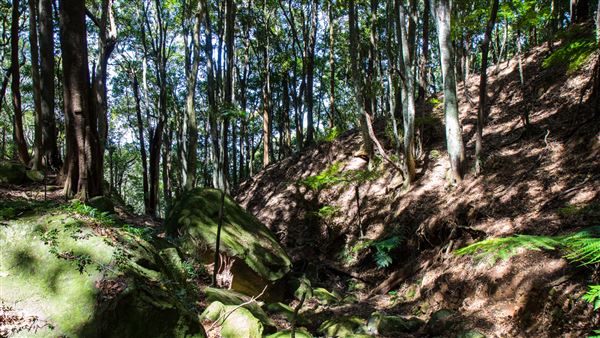 Glengariff Estate Rainforest (15/10/2019 - Credits: Jeremy Peek)