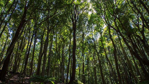 Glengariff Estate Rainforest (15/10/2019 - Credits: Jeremy Peek)