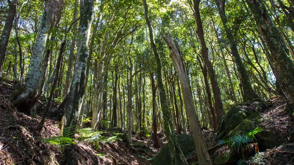 Glengariff Estate Rainforest (15/10/2019 - Credits: Jeremy Peek)