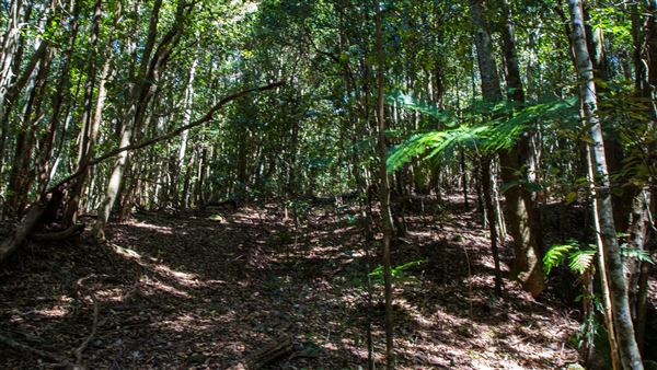 Glengariff Estate Rainforest (15/10/2019 - Credits: Jeremy Peek)