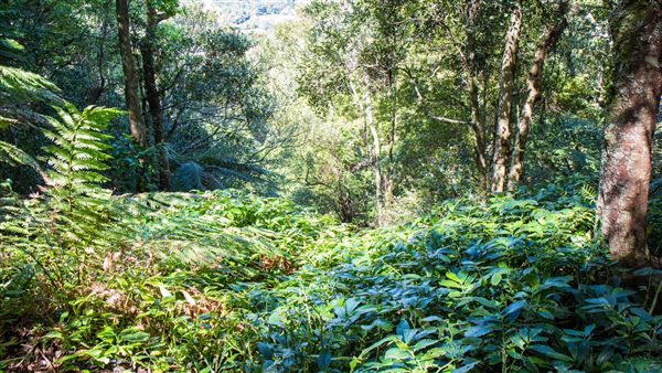 Glengariff Estate Rainforest (15/10/2019 - Credits: Jeremy Peek)