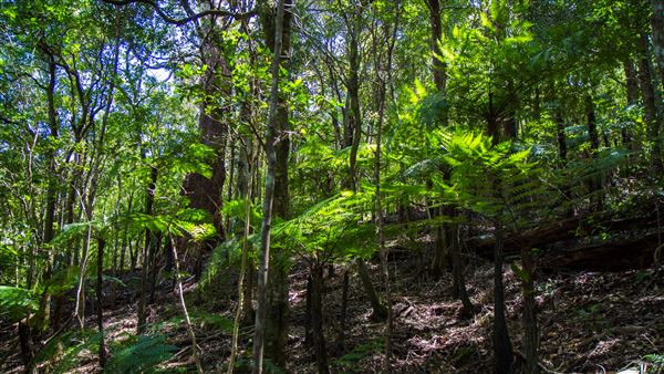 Glengariff Estate Rainforest (15/10/2019 - Credits: Jeremy Peek)