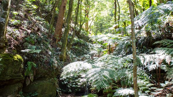 Glengariff Estate Rainforest (15/10/2019 - Credits: Jeremy Peek)