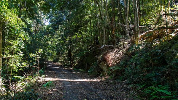 Glengariff Estate Rainforest (15/10/2019 - Credits: Jeremy Peek)