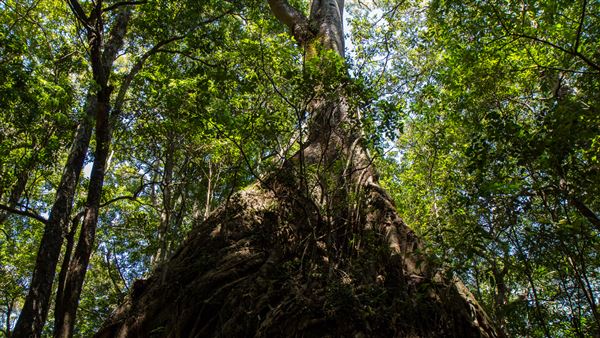 Glengariff Estate Rainforest (15/10/2019 - Credits: Jeremy Peek)