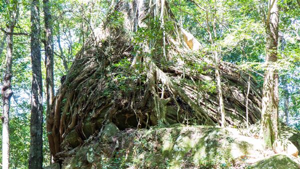 Glengariff Estate Rainforest (15/10/2019 - Credits: Jeremy Peek)