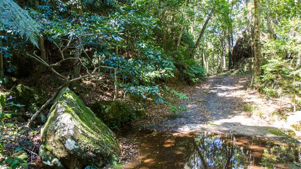 Glengariff Estate Rainforest (15/10/2019 - Credits: Jeremy Peek)