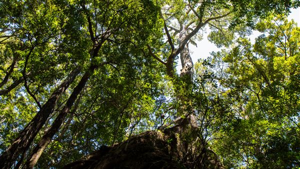 Glengariff Estate Rainforest (15/10/2019 - Credits: Jeremy Peek)
