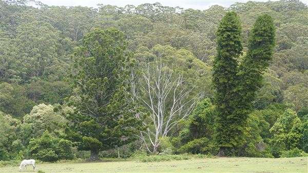 Otford Farm - The Pines Paddock with Jungle Gully (19/11/2019 - Credits: Screen NSW)