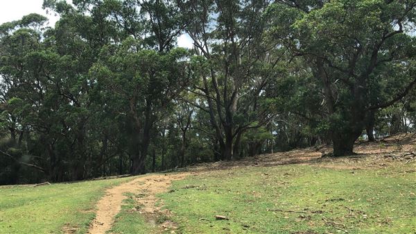 Otford Farm - The Pines Paddock with Jungle Gully (19/11/2019 - Credits: Screen NSW)