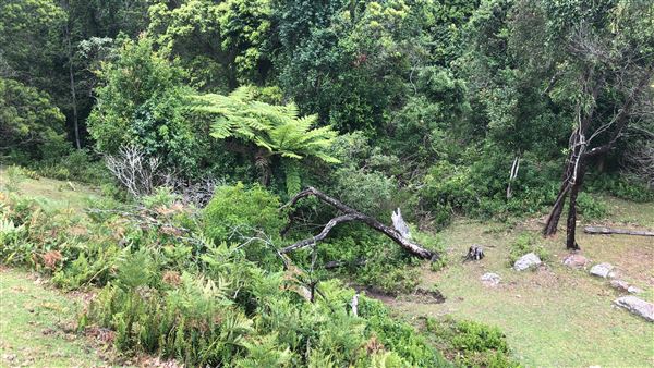 Otford Farm - The Pines Paddock with Jungle Gully (19/11/2019 - Credits: Screen NSW)