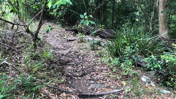Otford Farm - The Pines Paddock with Jungle Gully (19/11/2019 - Credits: Screen NSW)