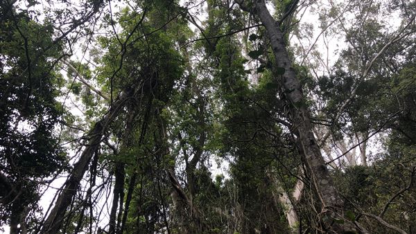 Otford Farm - The Pines Paddock with Jungle Gully (19/11/2019 - Credits: Screen NSW)