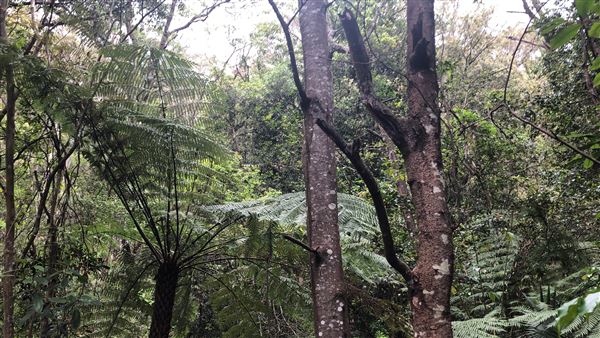 Otford Farm - The Pines Paddock with Jungle Gully (19/11/2019 - Credits: Screen NSW)
